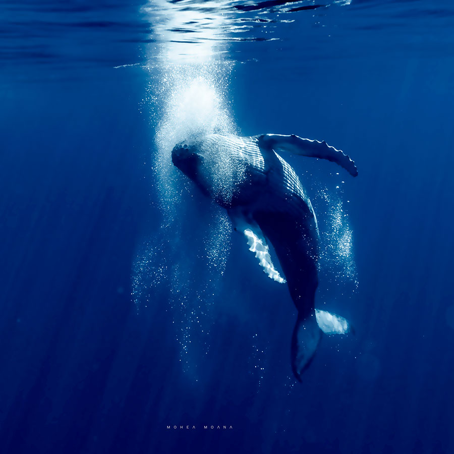 Baleine dans les bulles