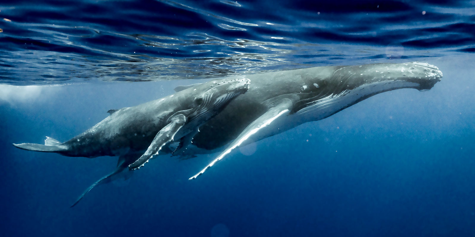 La baleine à bosses et son petit