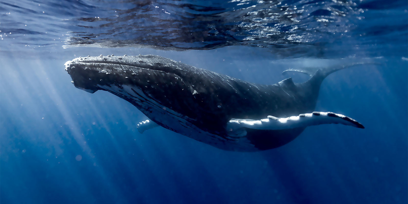 La baleine à bosses à Moorea