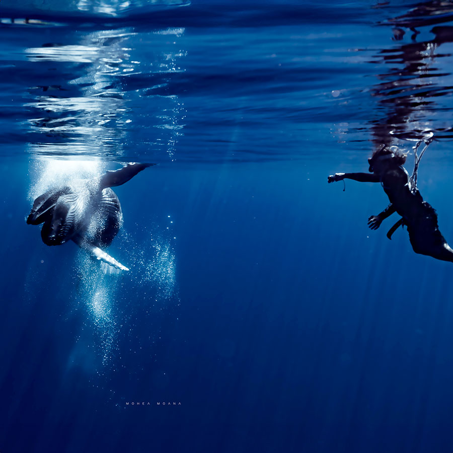 Nageur avec une baleine
