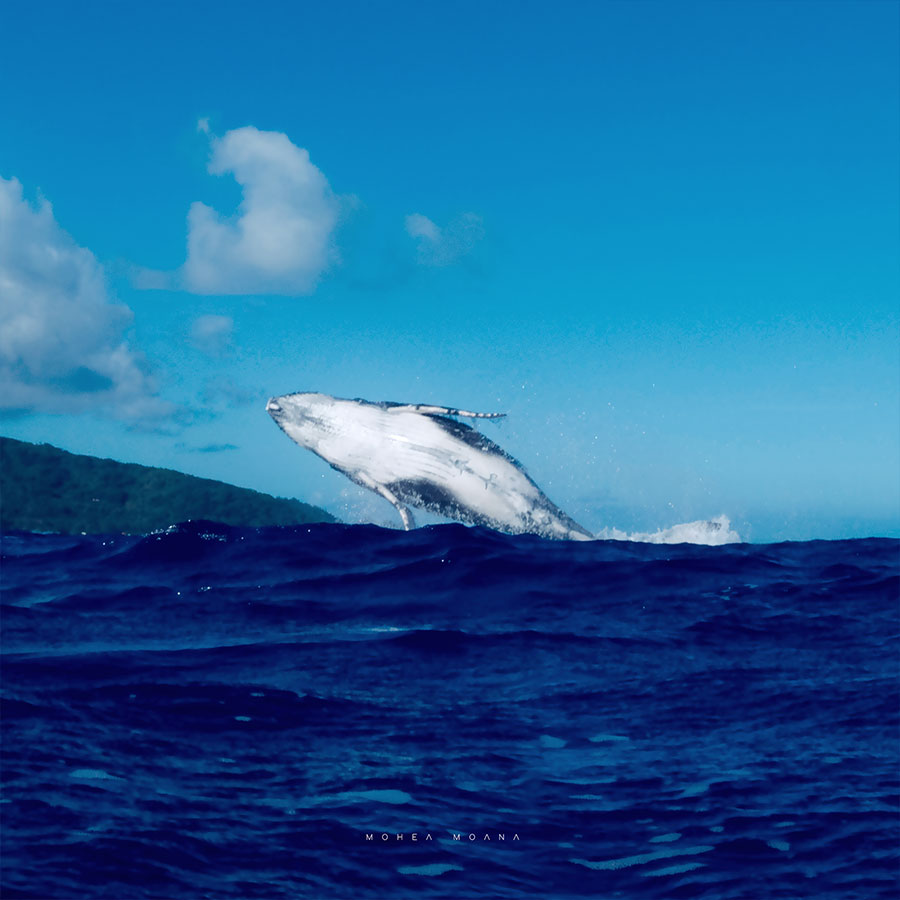 Saut de baleine