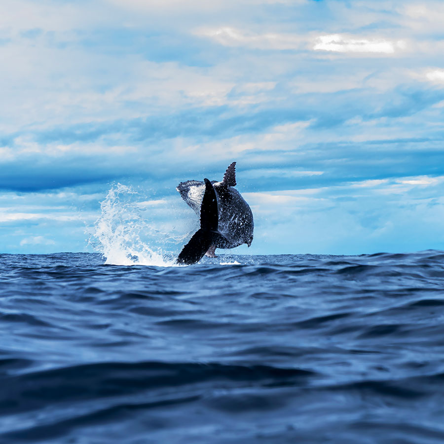 Saut de baleine