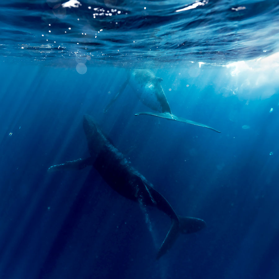 Deux baleines à Moorea