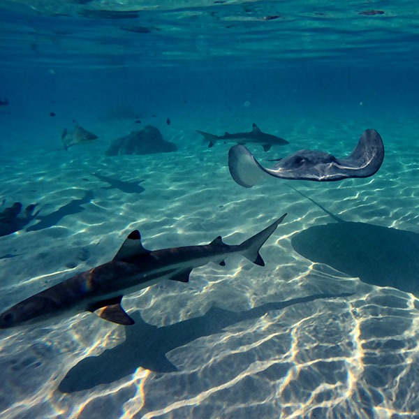 Découverte du lagon de Moorea