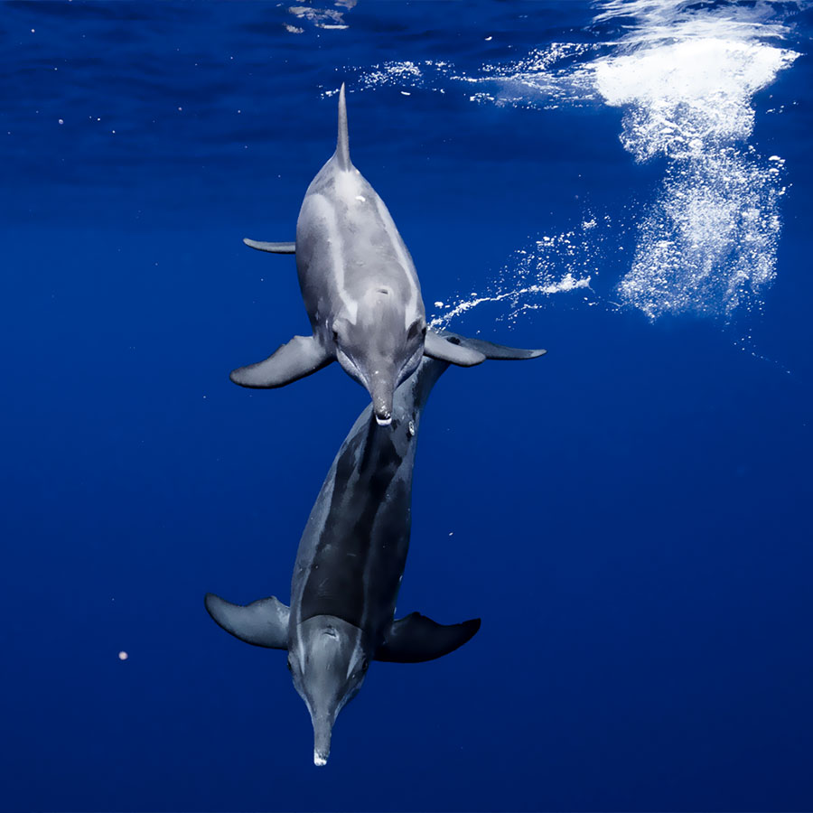 Dauphin en Polynésie