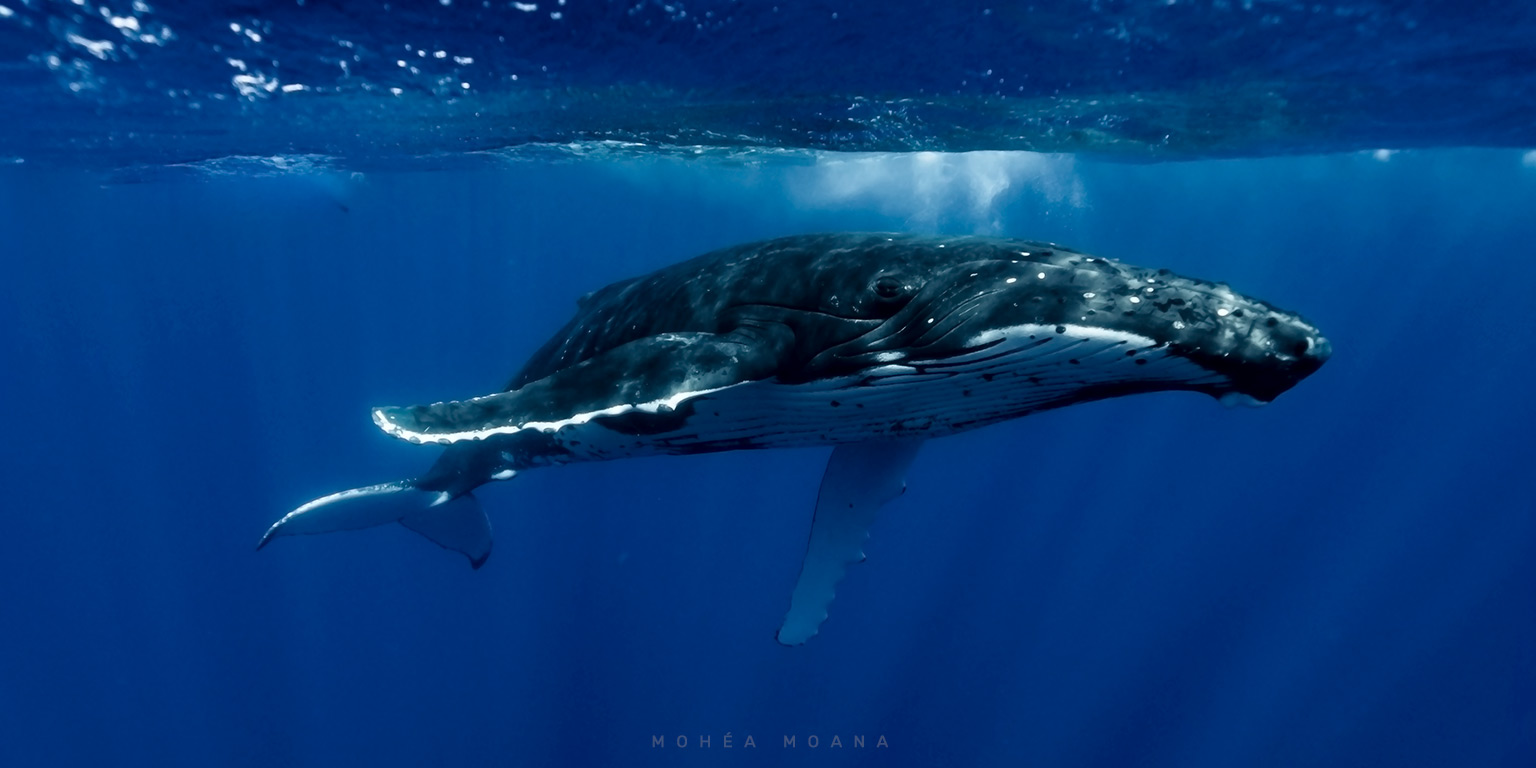 Observation de baleines à Moorea