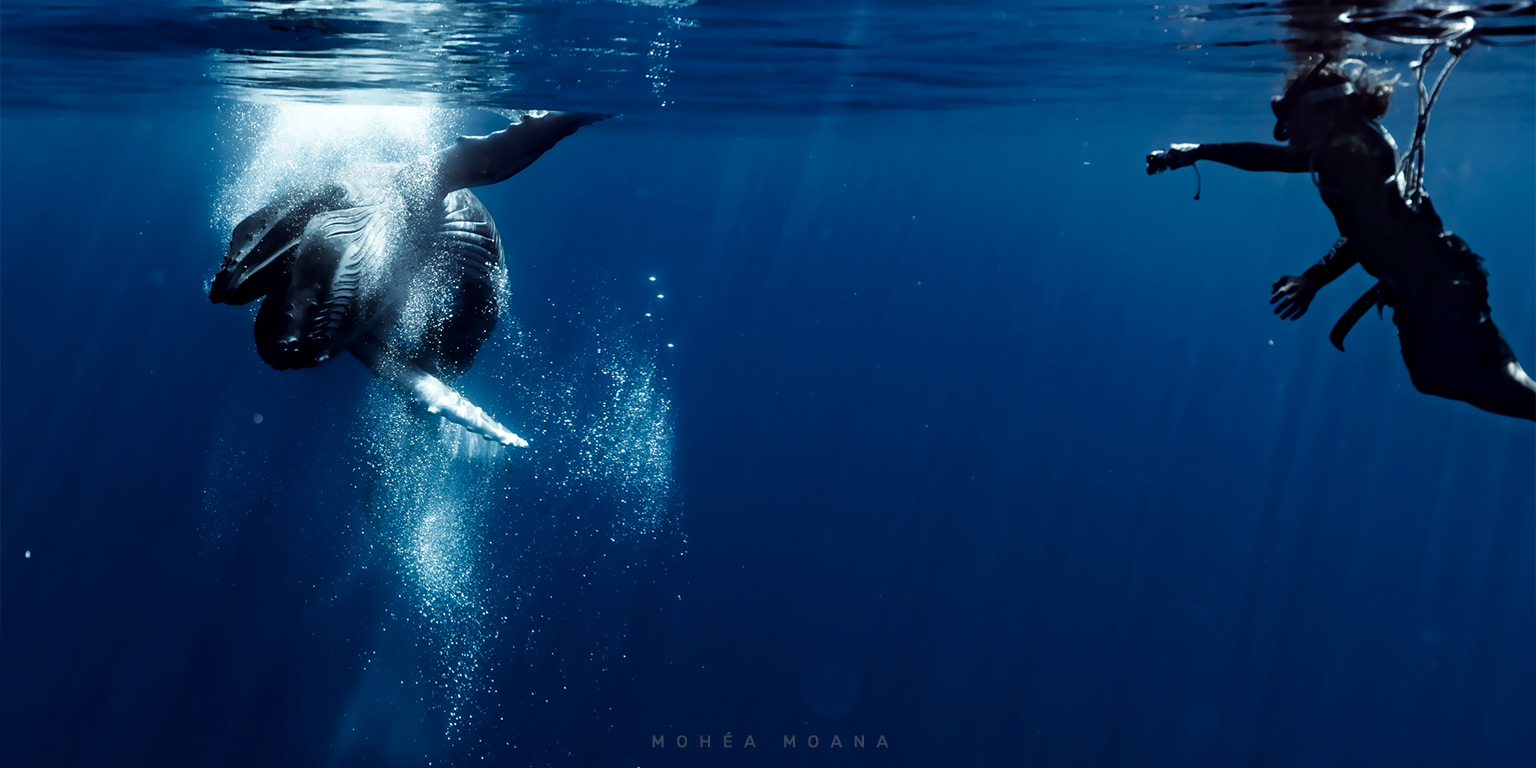 Nage avec les baleines à Moorea