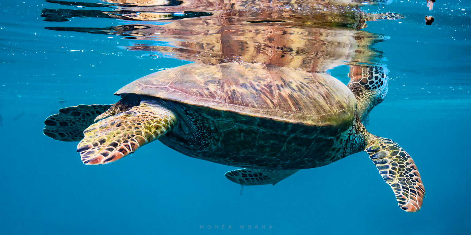 Tortue du lagon de Moorea