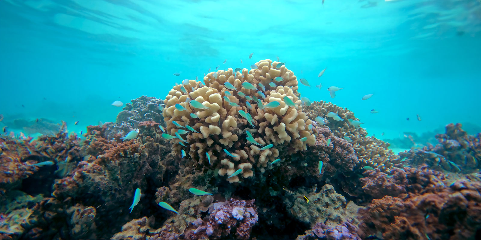 Corail et poissons juvéniles