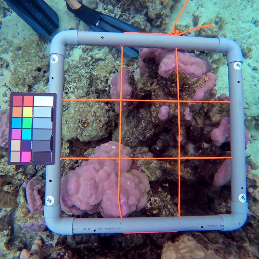 Surface et couleur des coraux