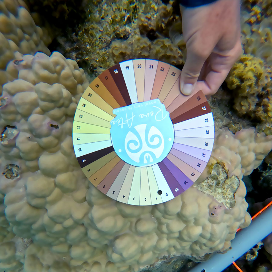 Nuancier de couleurs des coraux