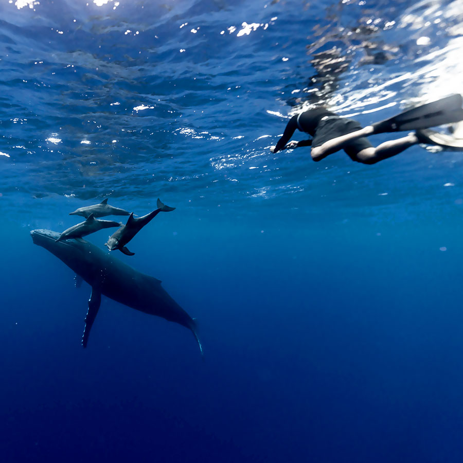 Nage avec une baleine en tour privé