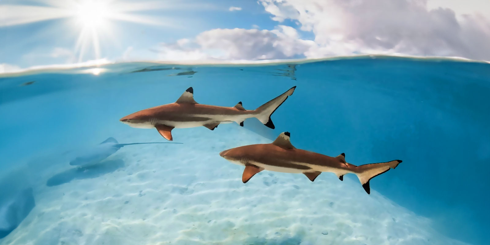 Pointes noires du lagon de Moorea