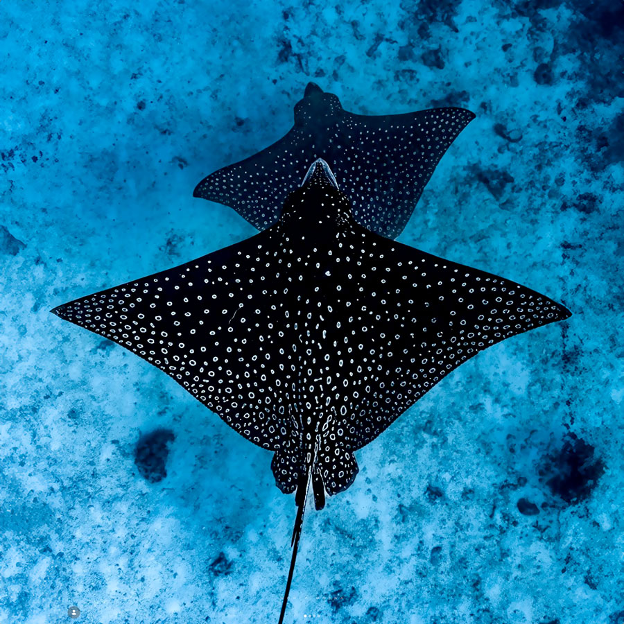 Raies Léopard à Moorea